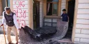 Cisjordanie : mosquée incendiée dans une attaque de colons