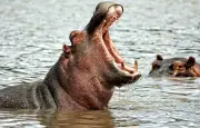 Colombie : un parc à thème pour les hippopotames de Pablo Escobar
