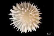 Corail des nodules : un joyau des abysses menacé par la ruée vers les métaux