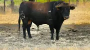Corrida de Beaucaire : quatre toros de Calejo Pires sélectionnés