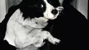 Coupe du monde 1966 : vol du trophée Jules-Rimet, retrouvé par un chien