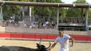 Course camarguaise à Entre-Vignes : un final spectaculaire