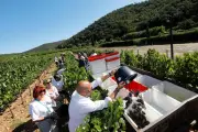 Côtes de Provence La Londe : les vignerons visent la mention « cru »