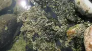 Cyanobactéries en Aveyron : les bons réflexes avant la baignade