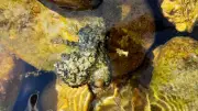 Cyanobactéries : vigilance renforcée sur le Tarn et la Dourbie face aux risques