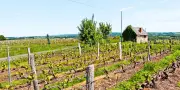 Dans la Sarthe, les vendanges en août, une première historique