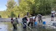 Dans le Gard, des pêcheurs sauvent des centaines de poissons de la sécheresse