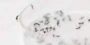Dans les sous-sols de l'Institut Pasteur : l'étude des moustiques pour lutter contre les virus