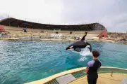 Dauphins de Marineland : transfert vers l'Espagne après 19 mois d'attente