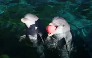 Début du transfert des dauphins de Marineland vers l'Espagne, les associations crient au scandale