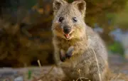 Deepfake de quokka : 2 millions de vues pour une vidéo générée par IA