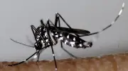 Dengue à Sète : nouvelle démoustication à La Corniche