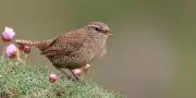 Derrière les chants d'oiseaux, huit motifs élémentaires identifiés