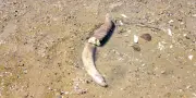 Des os de mammouth découverts en Bulgarie dans le lit du Danube