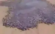 Des poissons qui marchent sur le sable : pas un signe de l'apocalypse