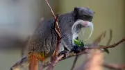 Deux bébés tamarins empereurs volés au zoo de La Palmyre