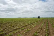 Deux insecticides réintroduits : une vision naïve des risques