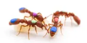 Division du travail chez les fourmis : des secrets dévoilés