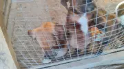 Dix chiots abandonnés dans un carton près d'Alès : colère et solidarité