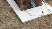 Démonstrations de coulée de bronze et raku à Villeneuve-lès-Béziers