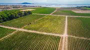 Domaine Belle Mare : dégustation de vins frais au bord de l'étang de Thau