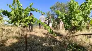 Dépalissage : des vignerons testent une technique pour rafraîchir les vignes