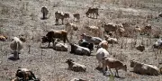 Dystopie climatique : un scénario de comédie noire orwellienne
