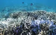 El Niño menace la Grande Barrière de corail d'un blanchissement massif