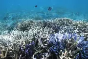 El Niño pourrait effondrer l'écosystème de la Grande Barrière de corail
