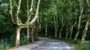 Elle survit à un cancer puis meurt écrasée par une branche d'arbre