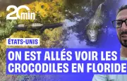 En Floride, des alligators sauvages observés sur Cypress Road