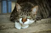 En Italie, des chats auraient été transformés en torches vivantes pour propager les incendies