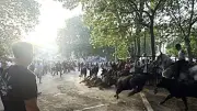 Encierro des 100 taureaux à Beaucaire : 10 000 spectateurs au rendez-vous