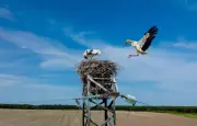 Encore un incendie causé par une cigogne en Alsace