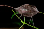 Entre 1,4 et 2 millions d'espèces d'insectes sur Terre, une biodiversité largement méconnue