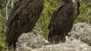 Escape game vautours et ornithologie dans les gorges du Tarn