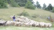 Estivales des Causses et Cévennes : l'agropastoralisme à l'honneur