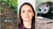 Excréments dans les vignes, menaces de mort et martinets épuisés : l'actu en région