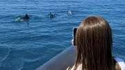 Excursions dauphins Sète : succès et émotions garanties