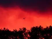 Feu en forêt de Fontainebleau : le risque d'incendie remonte vers le nord