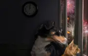 Feux d'artifice : 52 % des chiens touchés par la peur, comment les protéger