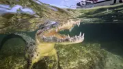 Floride : un garçon de 11 ans perd la main après une attaque d'alligator