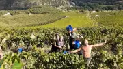 Foire aux vins de Millau : 20 vignerons aveyronnais pour une soirée dégustation