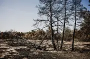 Fontainebleau : une reconstruction qui menace les espèces restantes