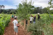 Formation agroforesterie dans les vignes varoises : un diplôme national