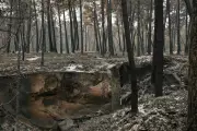 Forêt de Fontainebleau : l'ONF veut restaurer son caractère naturel