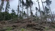 Forêt des écrivains combattants : reconstruction après les tempêtes Nils et Pedro