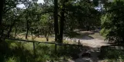 Forêts françaises durablement fragilisées par canicules et sécheresses