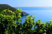 Fraîcheur et finesse : notre sélection de vins corses pour l'été