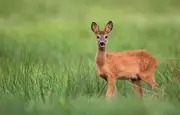 Freezing animal : pourquoi les proies se figent face au danger